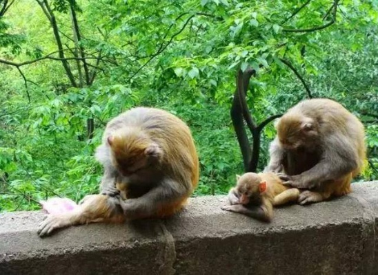 黔灵山猴群壮观如雨，承载力告急官方紧急公告