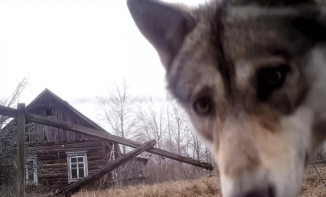 切尔诺贝利真相：流浪狗非辐射变异生物
