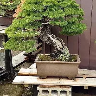 《生死轮回》一命通关终极攻略，揭秘全新生存技巧