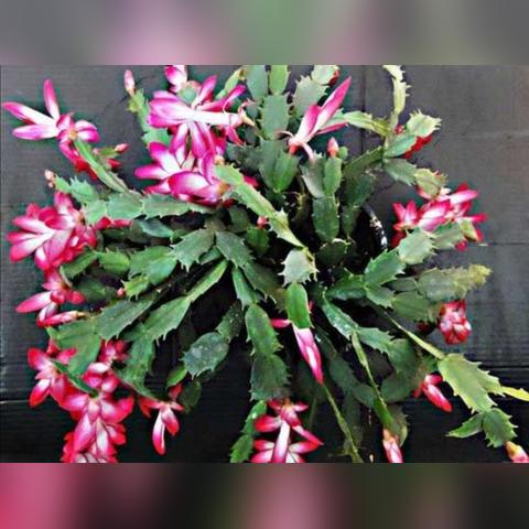 夜兰输出攻略：2.7版配队秘籍，解锁全新元素反应