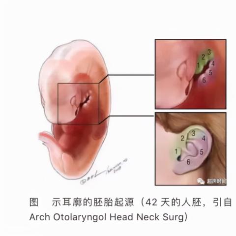 《尼尔机械纪元》深海探秘：鱼类图鉴与神秘分布地大揭秘