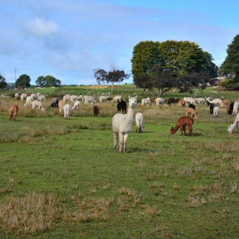 羊驼特性解析：揭秘生成地点与独特价值