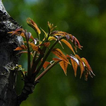 《饥荒》食材秘籍：全方位食谱解析与制作技巧攻略