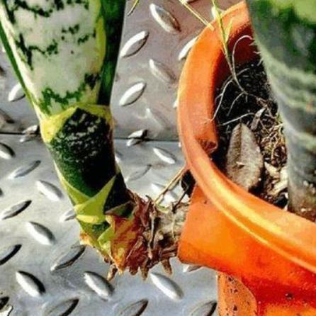 上古卷轴5魔法秘籍：全面解析与全新价值探索