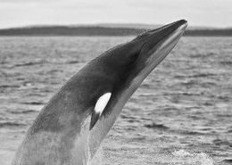 男子独钓227.2斤巨鱼引轰动，五壮汉合力抬不动创纪录