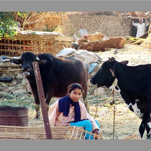 尼罗河神级攻略：努比亚统治胜利全解析，解锁文明6新境界