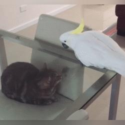 《我的世界》1.12鹦鹉特性解析：解锁全新互动乐趣