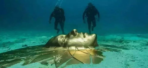 《渔帆暗涌》深海探秘：全鱼类图鉴珍宝集