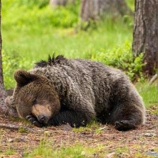 《生化4重制版》小刀弹反神技解析，轻松掌握反杀技巧