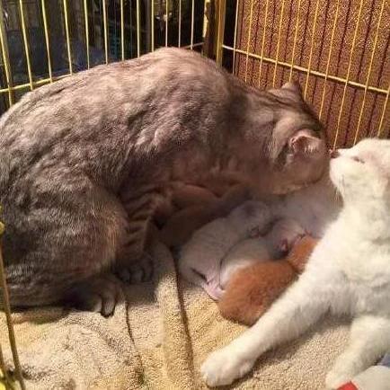 解锁猫咪高难度绝技！揭秘恋爱秘籍成就攻略