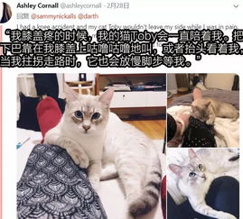 独家揭秘：轻松获取《恋爱吗我家猫会后空翻》激活码新途径