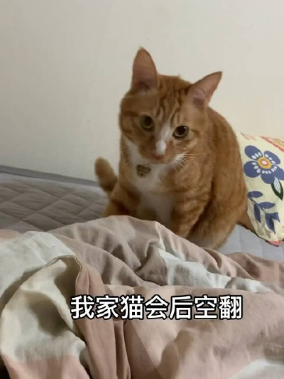 轻松获取《恋爱吗我家猫会后空翻》CDKEY，专业渠道推荐，告别繁琐！