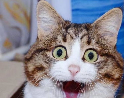 超值攻略！《恋爱吗我家猫会后空翻》低价购买秘籍大公开