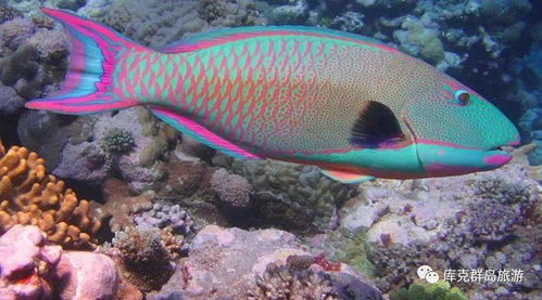马罗群岛鱼类盘点：探秘图鉴中的珍稀海洋生物