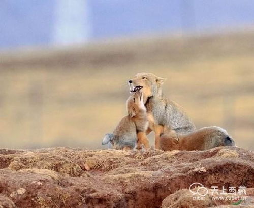 《原神》探秘凶猛动物藏匿地，解锁神秘新价值