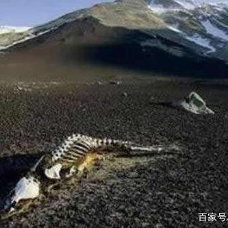 《世纪灰烬纪元》火之门攻略：高效技巧助你突破难关**新解密**