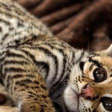 1200年前古人养豹猫，唐代家猫兴起揭秘新发现