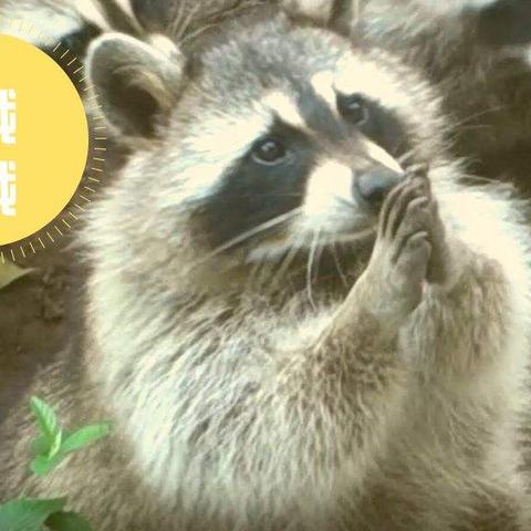 超自然行动组小熊猫攻略：高效捕捉技巧解析