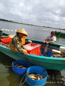 水库惊现13匹冻僵马，马主损失30万，冰面悲剧引深思