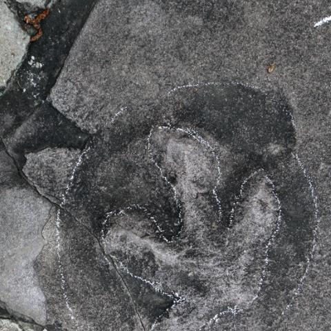 《荒野大镖客2》恐龙化石全搜集攻略：解锁神秘遗迹宝藏