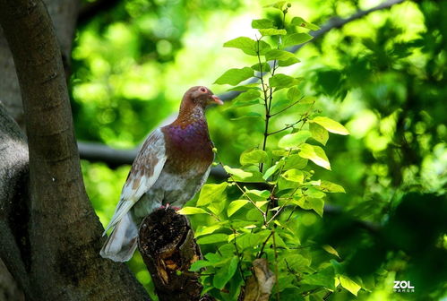 鸽鸭杀揭秘：感染鸽子的秘密揭露，胜利条件能否被发现？