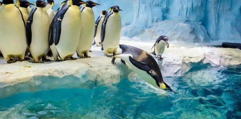 童话航海新纪元，贸易旅游双丰收《好商人鲨鲨》首曝！