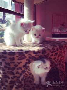 治愈系萌宠甜品屋：喵喵屋甜蜜新体验