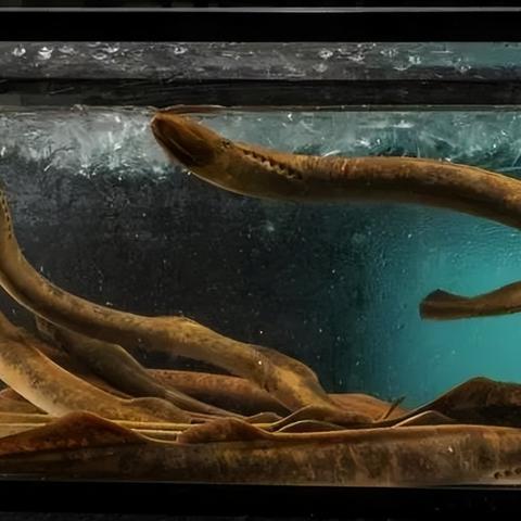 惊悚面容，邪魅一笑，揭秘《生化9》恐怖新篇章！