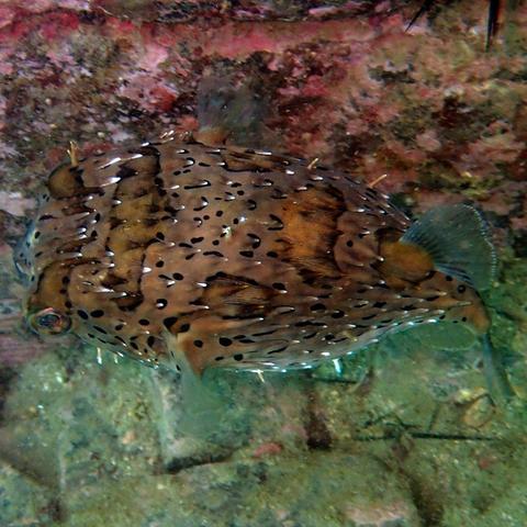 《神秘海域4》总监新作TGA惊艳首曝，手绘风新篇温暖来袭