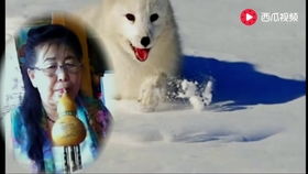 白狐饮月华诞新生，浮光九尾霓华惊艳亮相