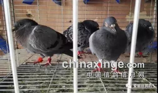 鸽鸭杀揭秘：感染鸽子的秘密如何被揭露？