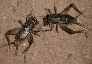 水墨江湖斗蛐蛐，轻量游戏新体验，上头秘籍大揭秘