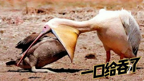 鹅鸭杀鹈鹕：揭秘潜伏者新角色，善恶难辨！