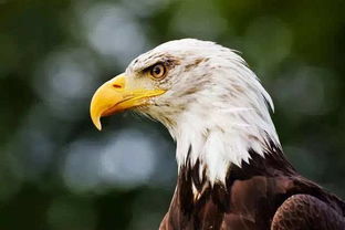 秃鹫攻略：鹅鸭杀手玩法深度解析，掌握技巧轻松上分