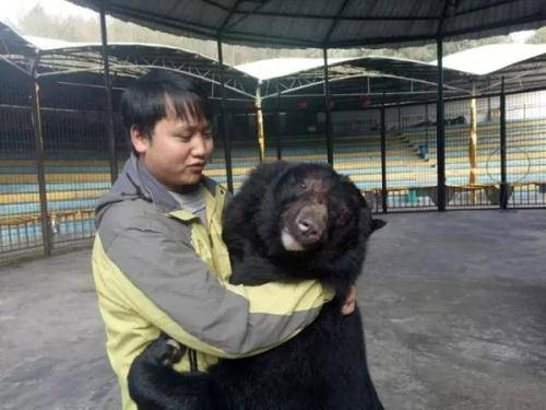 黑熊惊动驯养员，动物园停演震撼升级
