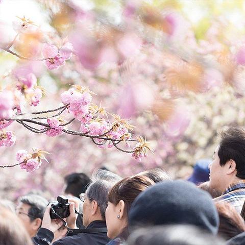 禁忌之盾获取攻略：揭秘《八方旅人0》独特新途径