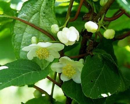 凯特林独门秘技，天木蓼高效获取攻略大揭秘