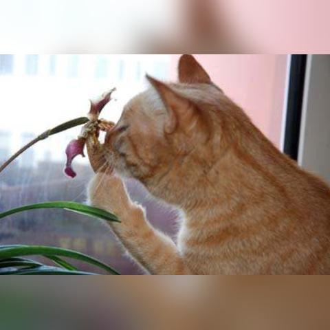 《吞食孔明传》深度攻略：解锁隐藏宝藏与造诣成就秘籍