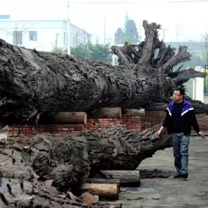缺氧角色特质深度解析：解锁生存奥秘新篇章