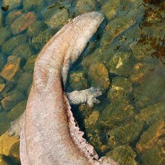 重庆现57斤“水中活化石”野生大鲵，珍稀程度令人惊叹