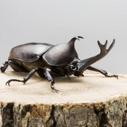 独角仙藏匿秘境探秘，揭秘《生化4重制版》第四章稀有昆虫新线索