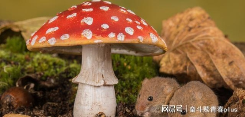 男子盗取高价蘑菇被判刑三年，蘑菇价值达143.2元引关注