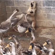 鹅鸭杀核心机制揭秘：CD时间详解与价值解析