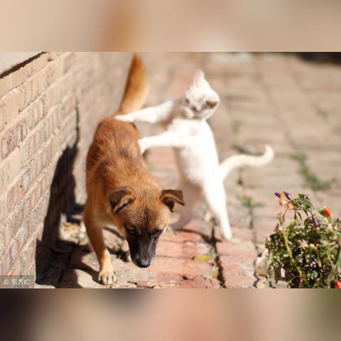 《鹅鸭杀》新手必看：轻松掌握新人房主操作秘籍