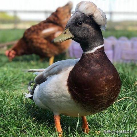 《鹅鸭杀》爆炸王攻略：掌握核心玩法，成为战场霸主