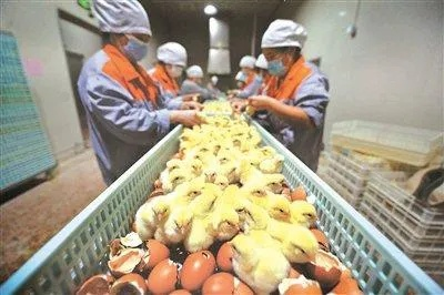 400万粉“蛋神”华丽转身，从鸡蛋爱好者到创业新贵！