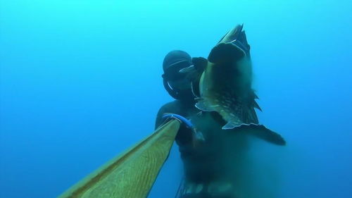 半身被噬仍顽强生存，鲳鱼主人：精心呵护可长寿传奇