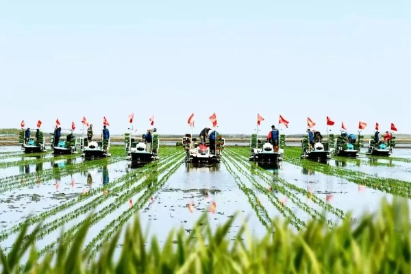 水田与练兵场米行效率大揭秘：种田新高度解析