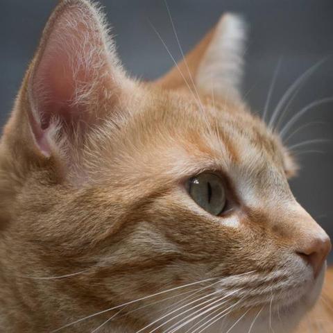 《流浪》猫咪MOD安装指南：轻松打造个性萌宠新体验