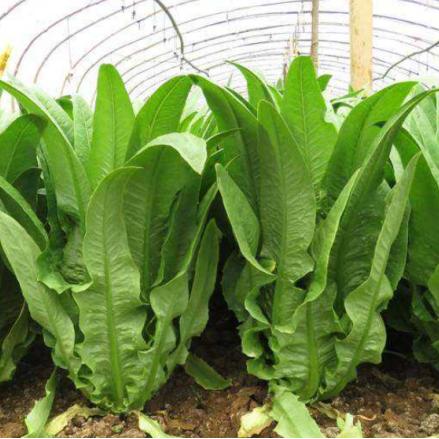 翠绿之影减伤奥秘深度解析，揭示全新防御价值